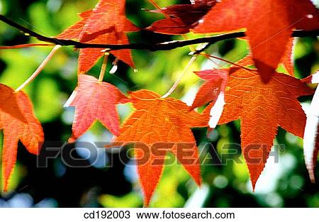 background, botany, Close-up, concept, day View Large Photo Image Stock Image - background, botany, Close-up, concept, day. Fotosearch