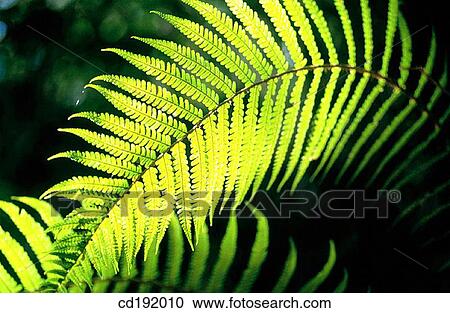 background, botany, Close-up, concept, day View Large Photo Image Stock Image - background, botany, Close-up, concept, day. Fotosearch