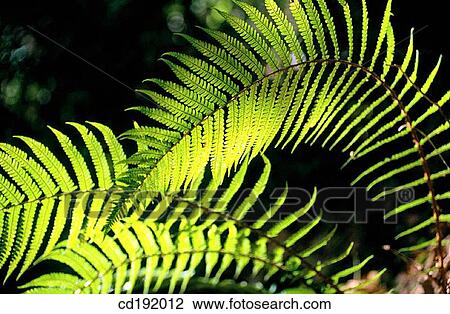 Stock Image - background, botany, Close-up, concept, day. Fotosearch