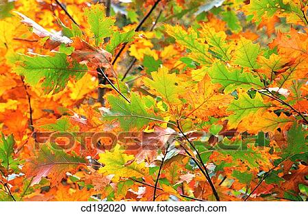 background, botany, Close-up, concept, day View Large Photo Image Stock Image - background, botany, Close-up, concept, day. Fotosearch