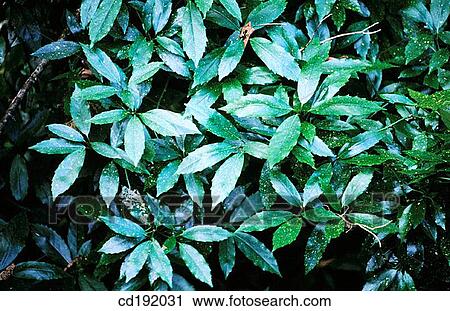 background, botany, Close-up, concept, day View Large Photo Image Stock Image - background, botany, Close-up, concept, day. Fotosearch
