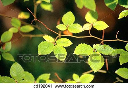 Stock Image - background, botany, Close-up, concept, day. Fotosearch