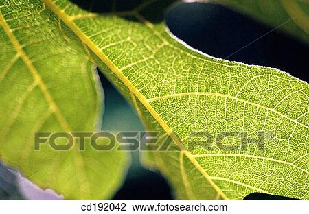 background, botany, Close-up, concept, day View Large Photo Image Stock Image - background, botany, Close-up, concept, day. Fotosearch