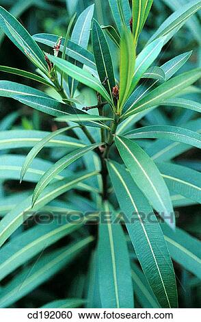 background, botany, Close-up, concept, day View Large Photo Image Stock Image - background, botany, Close-up, concept, day. Fotosearch
