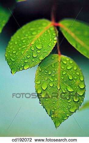Stock Image - background, botany, Close-up, concept, day. Fotosearch