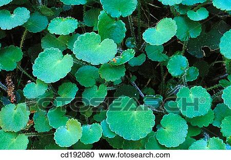 background, botany, Close-up, concept, day View Large Photo Image Stock Image - background, botany, Close-up, concept, day. Fotosearch