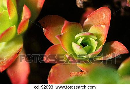 background, botany, Close-up, concept, day View Large Photo Image Stock Image - background, botany, Close-up, concept, day. Fotosearch