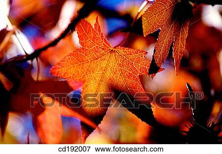 background, botany, Close-up, concept, day View Large Photo Image Stock Photo - background, botany, Close-up, concept, day. Fotosearch