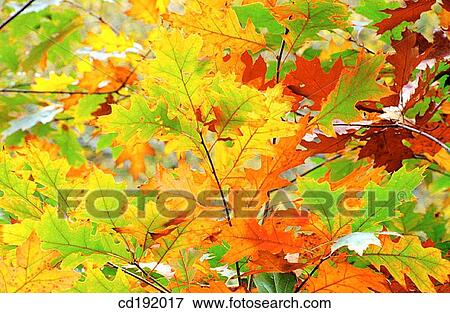 background, botany, Close-up, concept, day View Large Photo Image Stock Photo - background, botany, Close-up, concept, day. Fotosearch