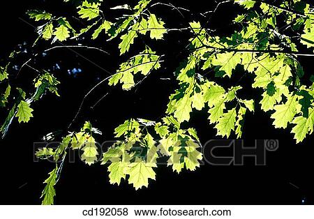 Stock Photo - background, botany, Close-up, concept, day. Fotosearch