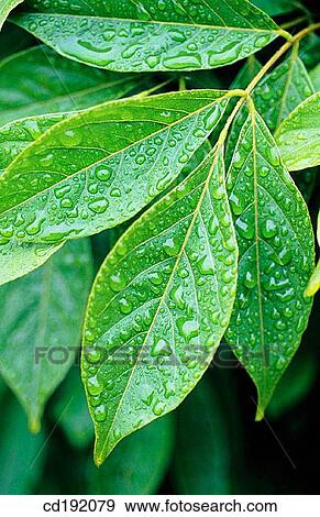 Stock Photo - background, botany, Close-up, concept, day. Fotosearch