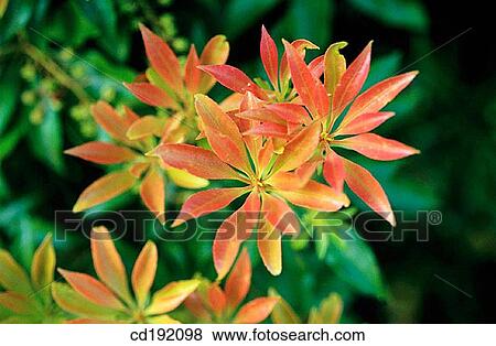 background, botany, Close-up, concept, day View Large Photo Image Stock Photo - background, botany, Close-up, concept, day. Fotosearch