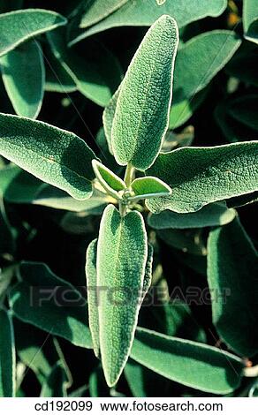 Stock Photo - background, botany, Close-up, concept, day. Fotosearch