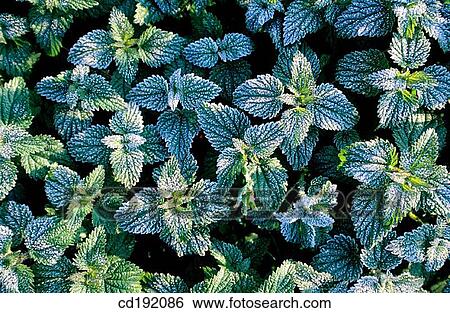 background, botany, Close-up, concept, day View Large Photo Image Stock Photograph - background, botany, Close-up, concept, day. Fotosearch