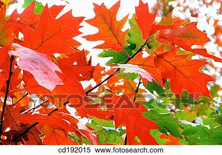 Stock Photography - background, botany, Close-up, concept, day. Fotosearch