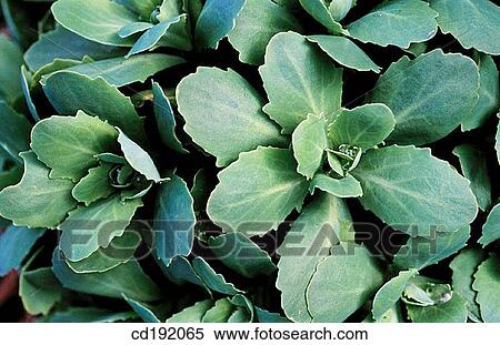 Stock Photography - background, botany, Close-up, concept, day. Fotosearch