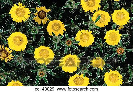background, botany, Close-up, detail, flower View Large Photo Image Stock Photo - background, botany, Close-up, detail, flower. Fotosearch