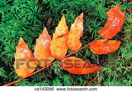 background, branch, Close-up, concept, day View Large Photo Image Stock Photograph - background, branch, Close-up, concept, day. Fotosearch