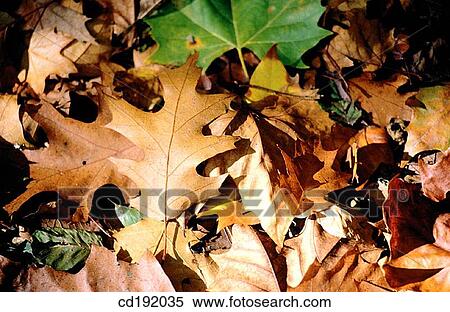 background, Close-up, brown, botany, autumn View Large Photo Image Stock Photography - background, Close-up, brown, botany, autumn. Fotosearch