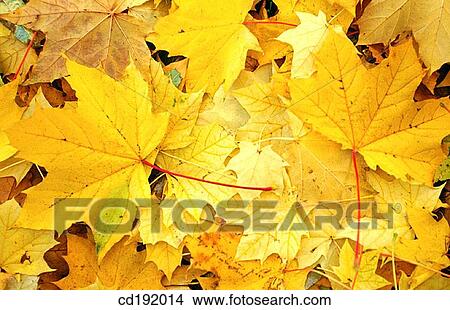 background, concept, Close-up, botany, autumn View Large Photo Image Picture - background, concept, Close-up, botany, autumn. Fotosearch
