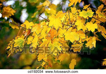 Picture - background, concept, Close-up, botany, autumn. Fotosearch