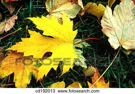 background, concept, Close-up, botany, autumn View Large Photo Image Stock Image - background, concept, Close-up, botany, autumn. Fotosearch