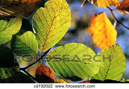 background, concept, Close-up, botany, autumn View Large Photo Image Stock Image - background, concept, Close-up, botany, autumn. Fotosearch