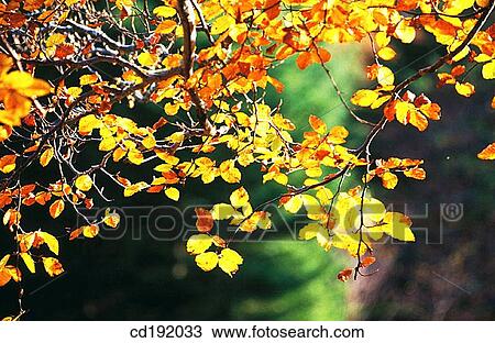 background, concept, Close-up, botany, autumn View Large Photo Image Stock Image - background, concept, Close-up, botany, autumn. Fotosearch