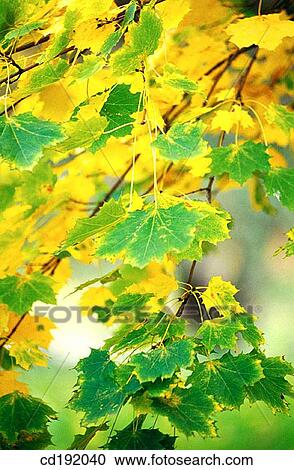 background, concept, Close-up, botany, autumn View Large Photo Image Stock Image - background, concept, Close-up, botany, autumn. Fotosearch