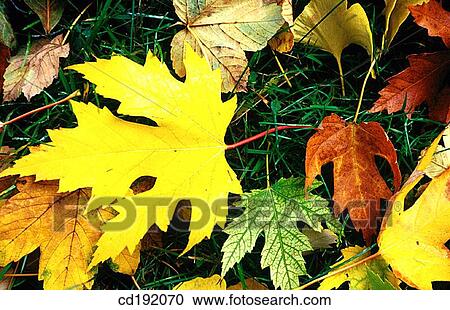 background, concept, Close-up, botany, autumn View Large Photo Image Stock Image - background, concept, Close-up, botany, autumn. Fotosearch