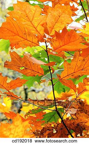 background, concept, Close-up, botany, autumn View Large Photo Image Stock Photo - background, concept, Close-up, botany, autumn. Fotosearch