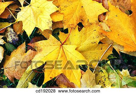 background, concept, Close-up, botany, autumn View Large Photo Image Stock Photo - background, concept, Close-up, botany, autumn. Fotosearch