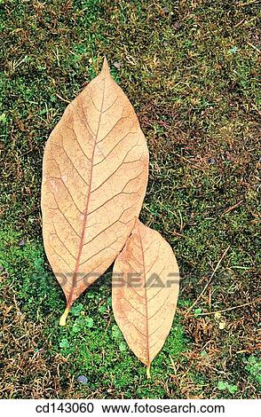 background, detail, day, Close-up, autumn View Large Photo Image Stock Image - background, detail, day, Close-up, autumn. Fotosearch