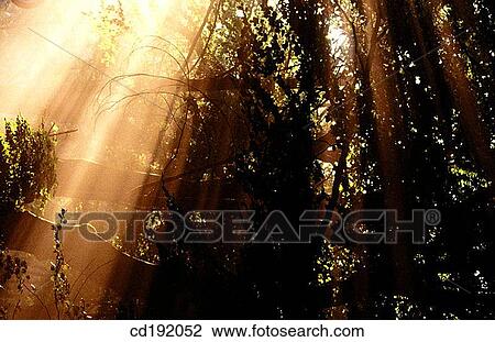 backlight, beam, beyond, day, fog View Large Photo Image Stock Image - backlight, beam, beyond, day, fog. Fotosearch