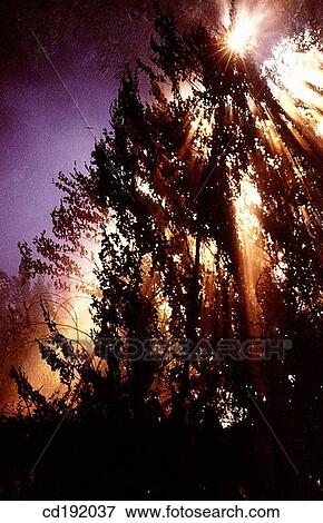 Stock Photo - backlight, beam, beyond, day, fog. Fotosearch