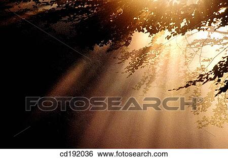 backlight, beam, beyond, day, fog View Large Photo Image Stock Photograph - backlight, beam, beyond, day, fog. Fotosearch