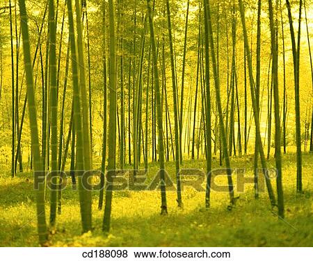 Stock Photo - Bamboo Forest. Fotosearch