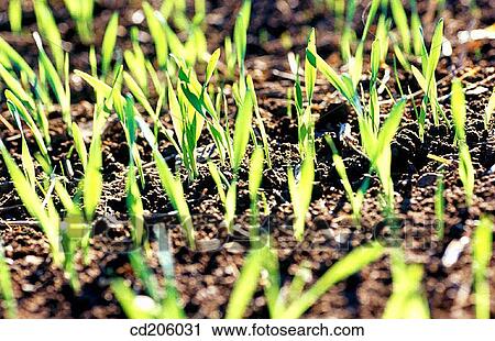 Barley View Large Photo Image Stock Image - Barley. Fotosearch