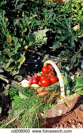 basic, alimentation, Ascorbic acid, appetizing, anti-oxidant, agriculture View Large Photo Image Stock Image - basic, alimentation, Ascorbic acid, appetizing, anti-oxidant, agriculture. Fotosearch