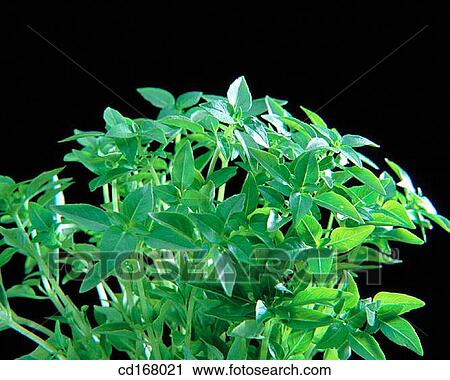 Basil View Large Photo Image Stock Image - Basil. Fotosearch