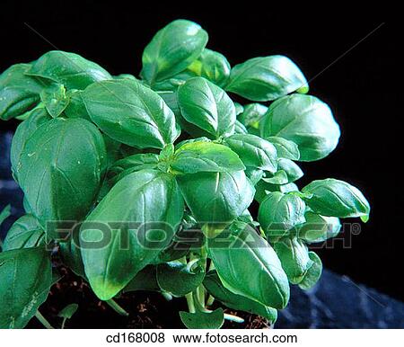 Stock Photo - Basil. Fotosearch