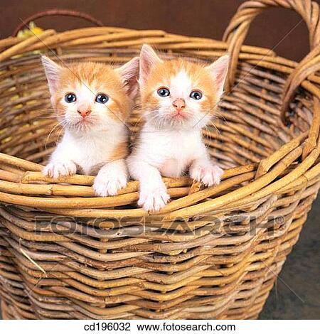 Stock Image - basket, defenceless, couple, cat, animal. Fotosearch