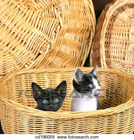 basket, feline, Domestic cat, cat, animal View Large Photo Image Stock Photography - basket, feline, Domestic cat, cat, animal. Fotosearch