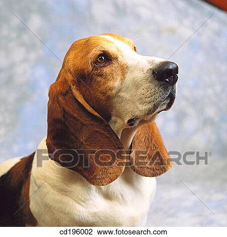 Stock Image - Basset Hound. Fotosearch