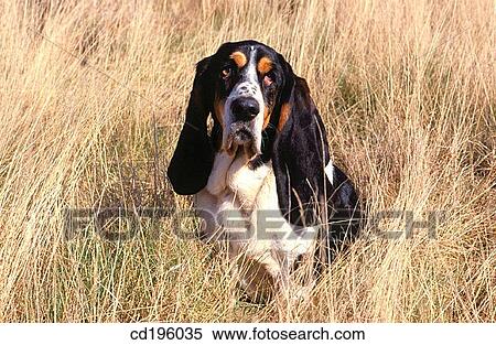 Basset hound View Large Photo Image Stock Photography - Basset hound. Fotosearch
