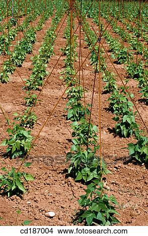 Bean fields View Large Photo Image Picture - Bean fields. Fotosearch