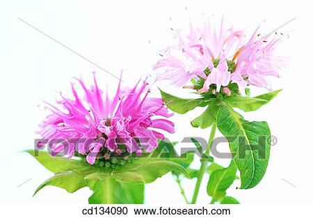 Stock Image - Beebalm, Monarda sp.. Fotosearch