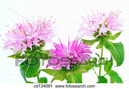 Stock Image - Beebalm, Monarda sp.. Fotosearch