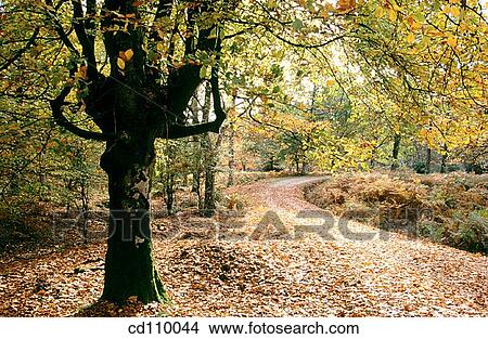 beech, country, beechwood, beech tree, autumn View Large Photo Image Picture - beech, country, beechwood, beech tree, autumn. Fotosearch