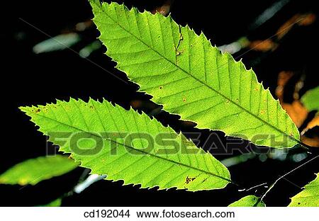 Beech View Large Photo Image Picture - Beech. Fotosearch